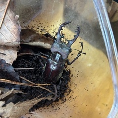 長野産 ミヤマクワガタ♂♀ペア　②