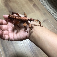 ユウレイヒレアシナナフシの画像