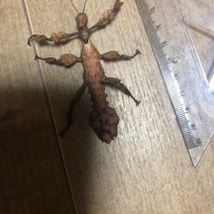 ユウレイヒレアシナナフシ