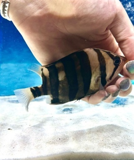 熱帯魚 ダトニオ パーフェクトバンド プラスワン