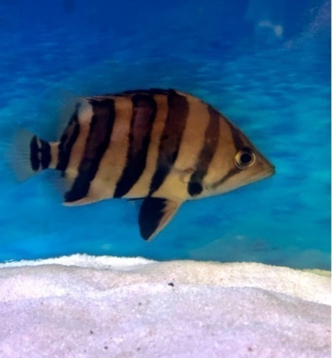 熱帯魚 ダトニオ パーフェクトバンド プラスワン