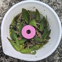 [P003]水草（ヒグロリーザ アリスタータ） よりどり５株～の画像