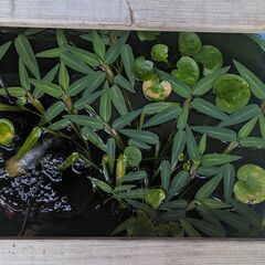 [P003]水草（ヒグロリーザ アリスタータ） よりどり５株～の画像