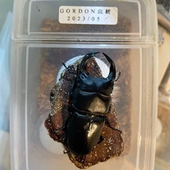 オオクワガタ　Gordon血統新成虫ペア