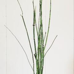 【💖Thankyou💖】2点セット（70cmトクサ＋③ワイヤープランツ）🌿観葉植物の画像