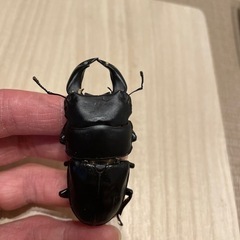 オオクワガタアンバランス血統3令幼虫