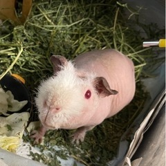 スキニーギニアピッグ