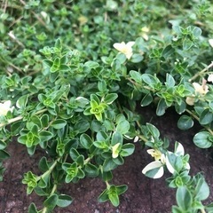 タイム株分け♪お得量♡の画像