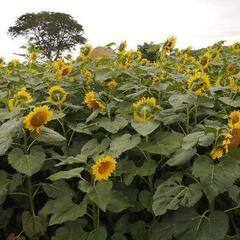 無農薬 夏野菜→ひまわり ニラ なす ピーマン トマト ミニトマ...