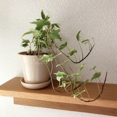 観葉植物　ヘデラ・イエローリップル④　45cm　ナチュラルカラー...