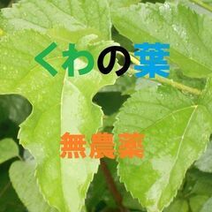 桑(ヤマグワ)の葉っぱ　無料