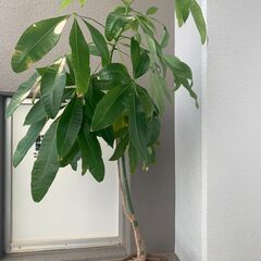 大きく育ったパキラ