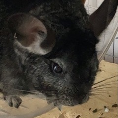 チンチラとハムスター　