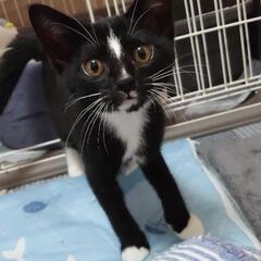 里親募集です。オスの生後3ヶ月の猫