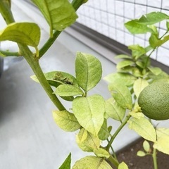 アゲハチョウの幼虫