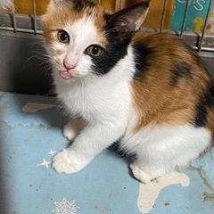 もふもふ三毛猫のりりちゃん🤍ずっとのお家探してます！