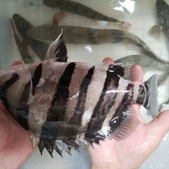 綺麗なダトニオ②