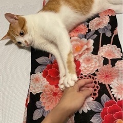 浴衣好き