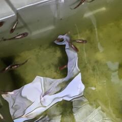 ブロンズ　メダカ　1匹〜