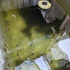 ブロンズ　メダカ　1匹〜の画像