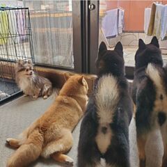 犬猫の保護団体でのボランティア募集！ - ボランティア