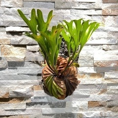 リドレイ ワイルド◇ ビカクシダ（コウモリラン）P. ridleyi wild