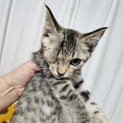 保護猫を迎えよう‼️5-10♀️ちゃん。ハンディあり。