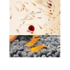 🐟メダカ飼育セット🐟 メダカ3×カラーヌマエビ2×ラムズボーン2...