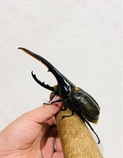 ヘラクレスオオカブト　ギネス血統　3令幼虫ペア