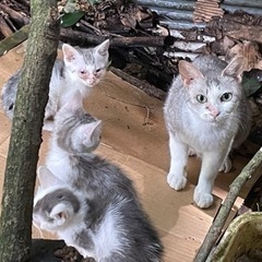 要らなくなった猫用品など譲っていただけませんか？