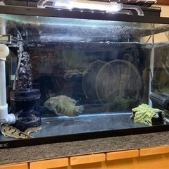 ターコイズブルーセベラム 約15cm