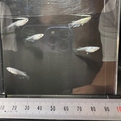 サバンナ様直系 深海松井鰭長︎︎ ♀3♂2 ①