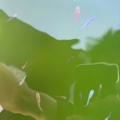 増量中【1000円で譲ります】vol13.ミックスメダカ　3
0匹　の画像