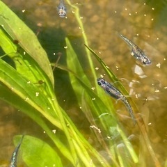 増量中【1000円で譲ります】vol13.ミックスメダカ　3
0匹　の画像