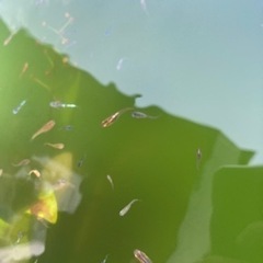 増量中【1000円で譲ります】vol13.ミックスメダカ　3
0匹　