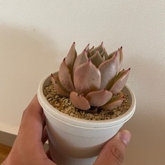 多肉植物