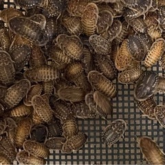 デュビア　SMサイズ　120匹　両生類・爬虫類のエサ