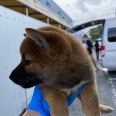 2ヶ月の柴犬 − 岩手県