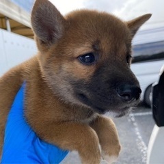 2ヶ月の柴犬 - 花巻市