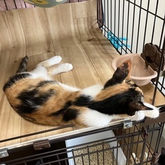 [決定]生後3ヶ月、遠慮がちな三毛猫ハナビ🛩️ - 猫