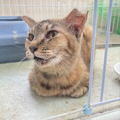 決まりました🎵ありがとうございました。トライアル中💖✨な里親さん...