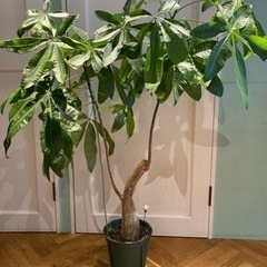 観葉植物　パキラ　大物の画像