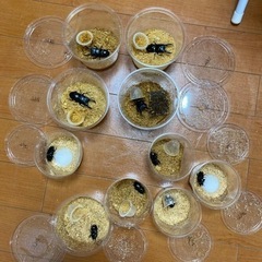 ツシマヒラタクワガタ　クワガタ虫　ヒラタクワガタ