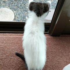 里親様決まりました🎉遊ぶのも人間も大好き八割れ子猫 - 里親募集