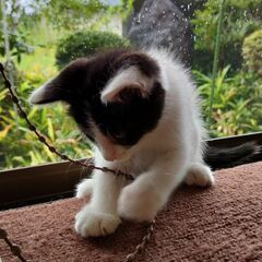 里親様決まりました🎉遊ぶのも人間も大好き八割れ子猫 − 栃木県