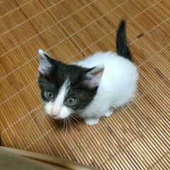 里親様決まりました🎉遊ぶのも人間も大好き八割れ子猫 - 日光市