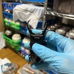 大型！レア産地！パラワンオオヒラタクワガタ　ペア