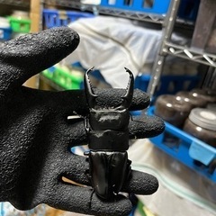 大型！レア産地！パラワンオオヒラタクワガタ　ペアの画像