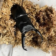 大型！レア産地！パラワンオオヒラタクワガタ　ペアの画像