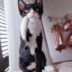 1週間兄妹のかちゃん